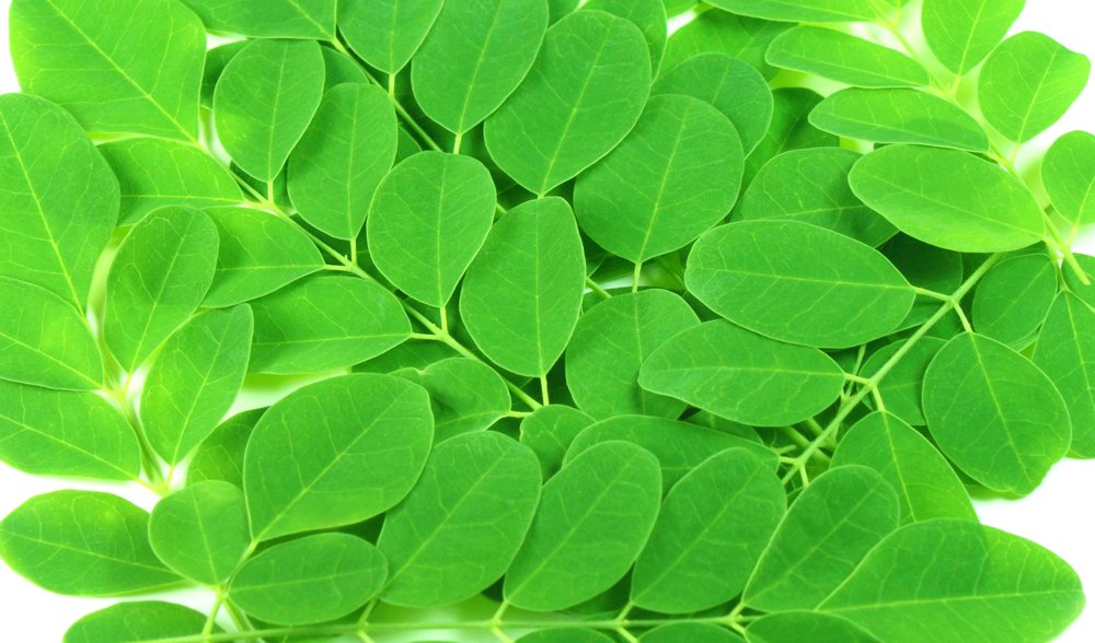 Bí quyết giảm cân nhanh và an toàn với Moringa Oleifera